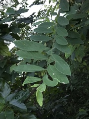 Bridelia tomentosa