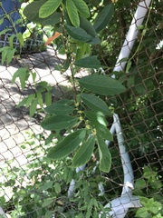 Bridelia tomentosa
