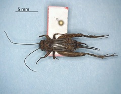 Allonemobius tinnulus