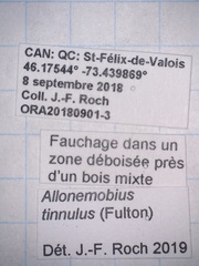 Allonemobius tinnulus