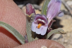 Penstemon barnebyi