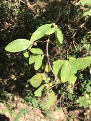 Bridelia tomentosa