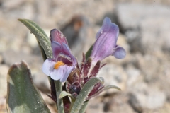 Penstemon barnebyi