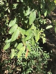 Bridelia tomentosa
