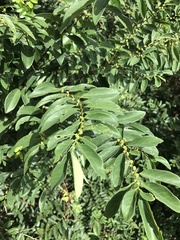 Bridelia tomentosa