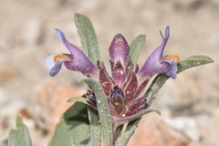 Penstemon barnebyi