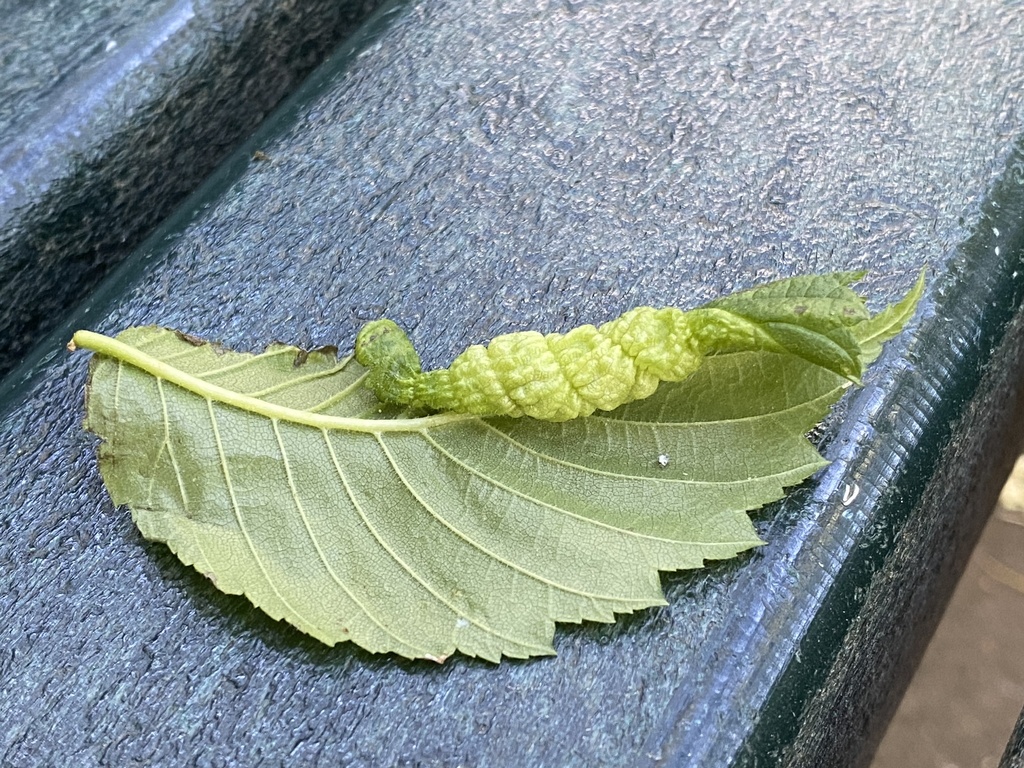 Woolly Elm Aphid