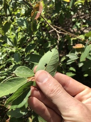 Bridelia tomentosa