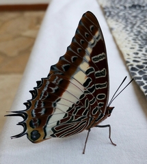 Charaxes brutus