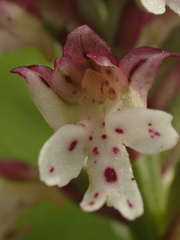 Neotinea ustulata ustulata