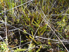 Lateristachys lateralis