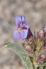 Penstemon barnebyi