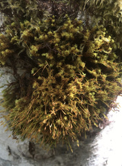 Ulota obtusiuscula