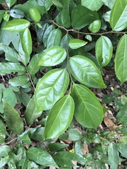 Croton tiglium