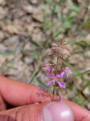 Clarkia heterandra