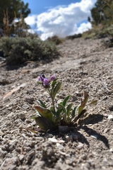 Penstemon barnebyi