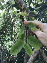 Antidesma ghaesembilla