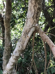Antidesma ghaesembilla