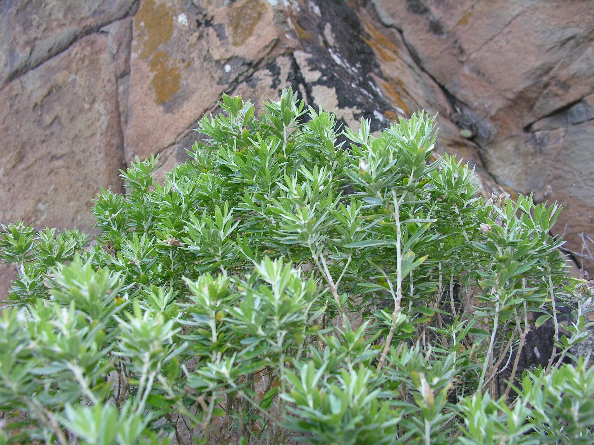 Escobón blanco