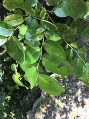 Glochidion zeylanicum