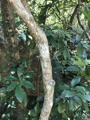 Glochidion zeylanicum