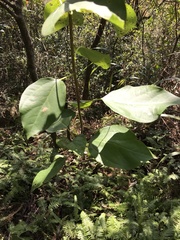 Cinnamomum validinerve