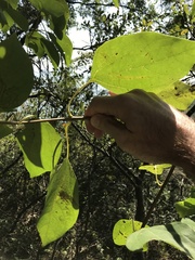 Cinnamomum validinerve