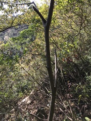 Cinnamomum validinerve