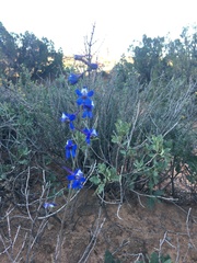 Delphinium scaposum