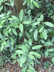 Trigonostemon chinensis