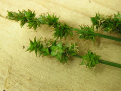 Carex aggregata