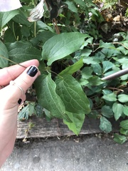 Clematis