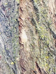 Lymantria dispar dispar