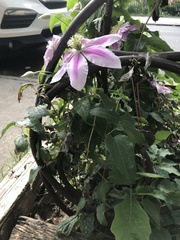 Clematis