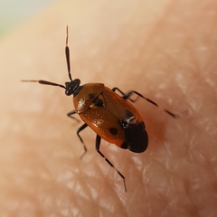 Deraeocoris punctum