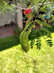 Libidibia paraguariensis