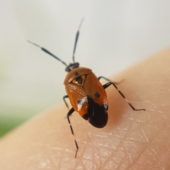 Deraeocoris punctum