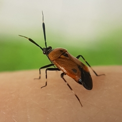 Deraeocoris punctum