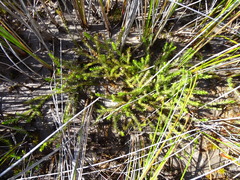 Lateristachys lateralis