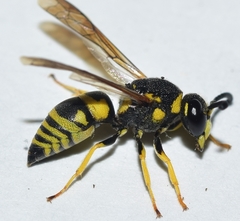 Euodynerus curictensis