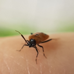 Deraeocoris punctum