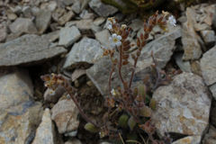 Myosotis australis