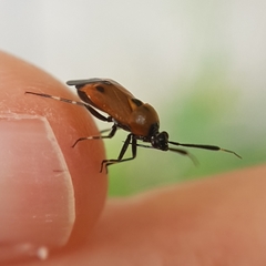 Deraeocoris punctum