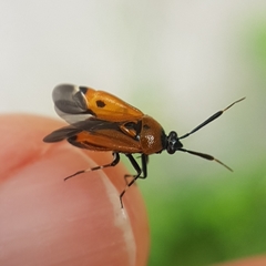 Deraeocoris punctum
