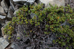 Pimelea notia