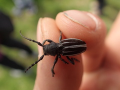 Dorcadion fuliginator meridionale
