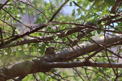 Campylorhynchus gularis