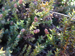 Lepidothamnus laxifolius