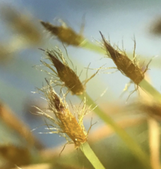 Ulota obtusiuscula