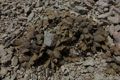 Ranunculus crithmifolius